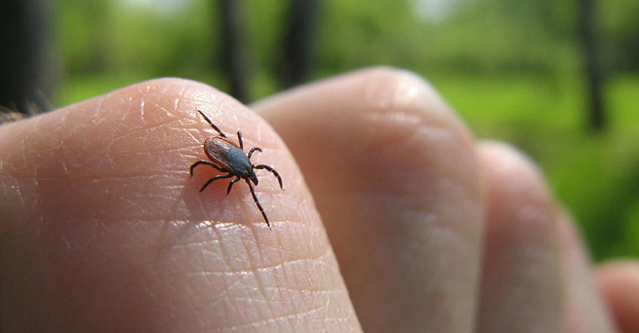 HOW TO SAFELY REMOVE A TICK
